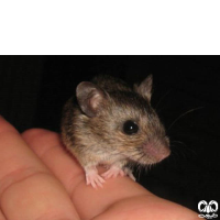 گونه موش صحرایی آرال Herb Filed Mouse  